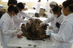 500-year-old Chancay mummy found in northern Lima